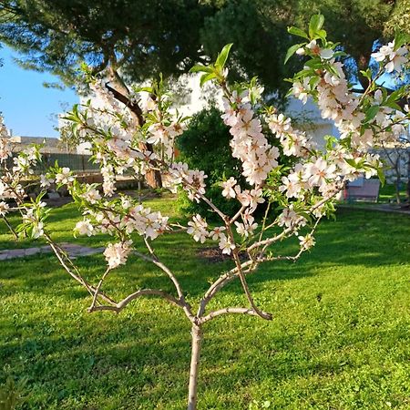 Villa Alma باري المظهر الخارجي الصورة