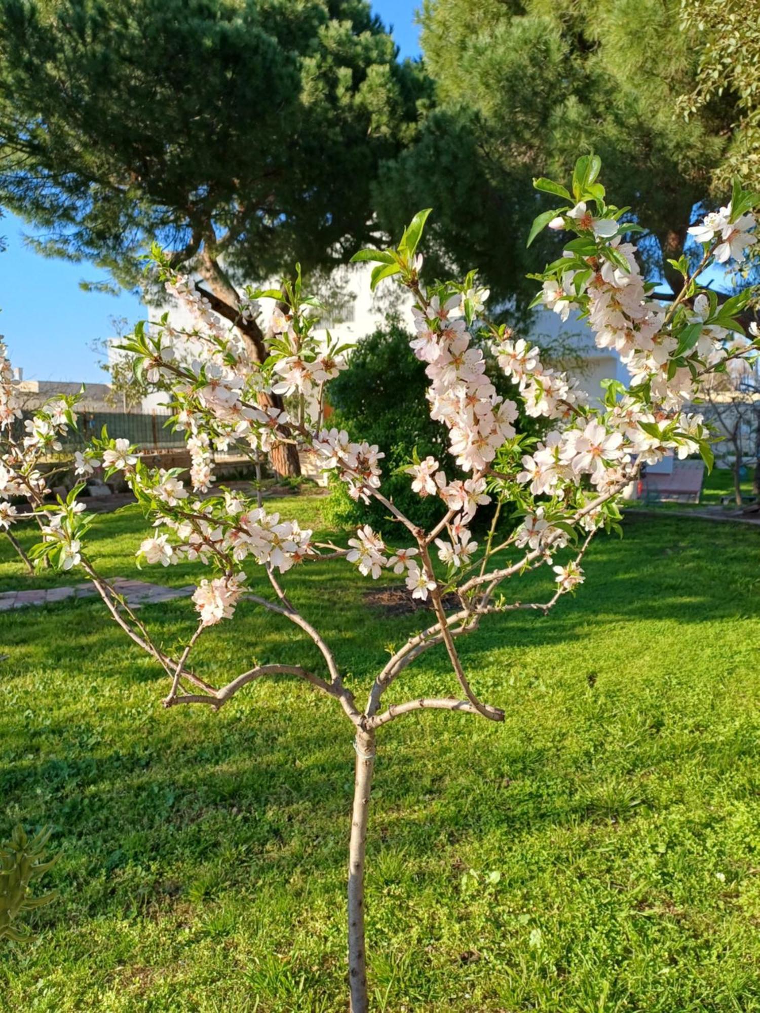 Villa Alma باري المظهر الخارجي الصورة